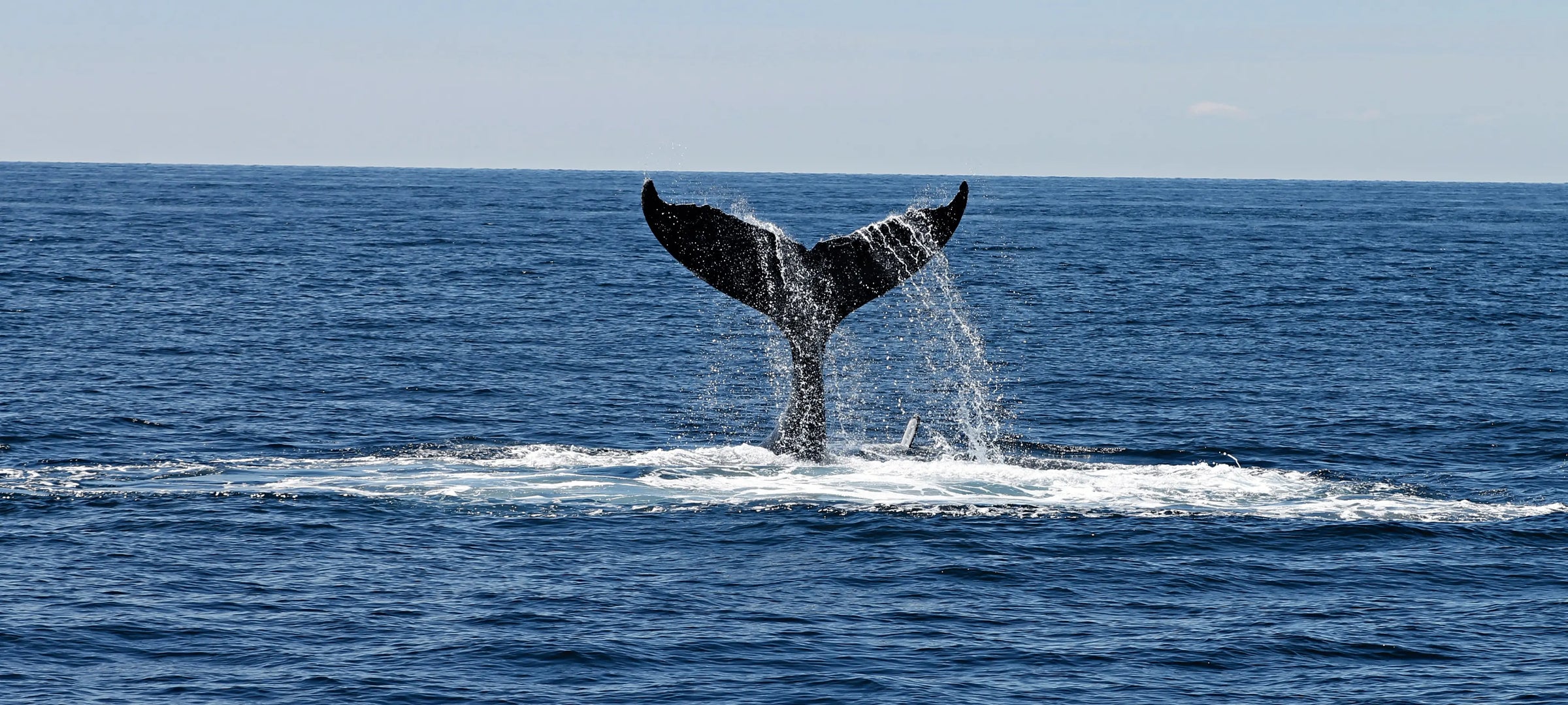 Ocean And Whale